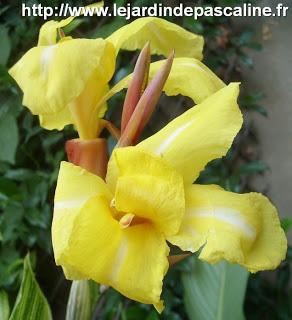 Canna Indica jaune
