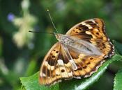 papillon déroutant variabilité habitus...