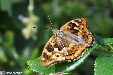 Petit Mars Changeant • Apatura-ilia (forme-clytie)