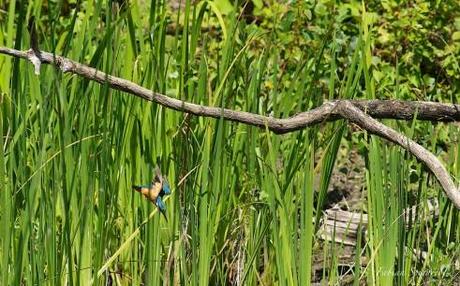 Tel une fusée, le Martin-pêcheur s'élance de son perchoir en espérant capturer un poisson...