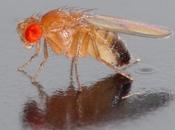 Manger bio, effet bénéfique santé humaine