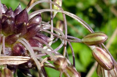 Allium oleraceum (Ail des champs)