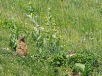 Deux marmottes près de leur terrier…