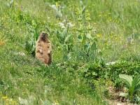 Marmotte debout à l’entrée de son terrier…