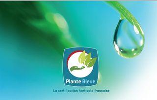 Plante-bleue