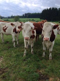 Du vrac de la semaine, et des vaches