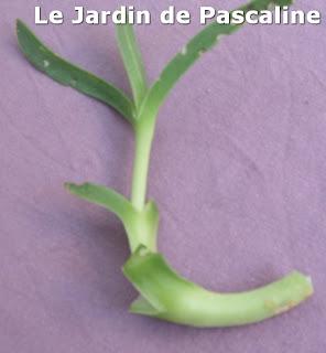 Bouturer le Carpobrotus