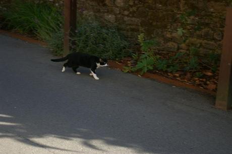IMGP7284 Fougeres le chat
