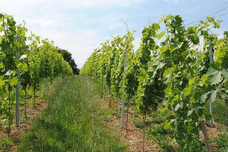 {Voyage dans le Bade-Wurtemberg} A la découverte des vignobles allemands