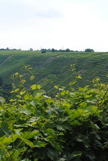 {Voyage dans le Bade-Wurtemberg} A la découverte des vignobles allemands