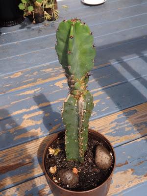 histoire de cactus