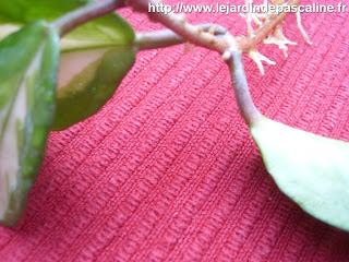 3e façon de bouturer le Hoya !