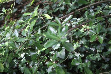 3 euo jap veneux 2 août 2013 002.jpg