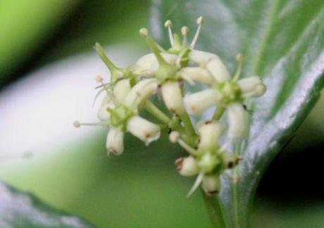 6 euo jap veneux 2 août 2013 008.jpg