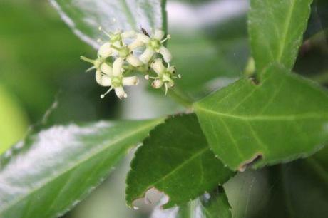 5 euo jap veneux 2 août 2013 011.jpg