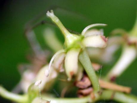 7 euonymus jap 10 août 2013 214 (2).jpg