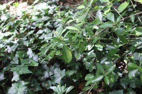 2 euo jap veneux 2 août 2013 003.jpg