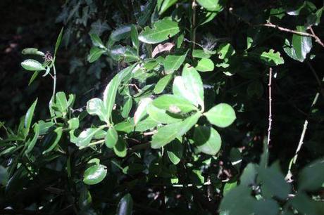 4 euo jap veneux 2 août 2013 004.jpg