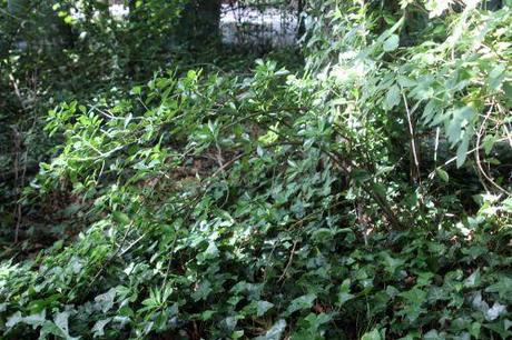 1 euonymus japonicus veneux 2 août 2013 001.jpg