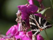 Quelques papillons l'année (IV)