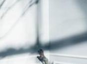 Vampire diaries Photoshoot promotionnel saison