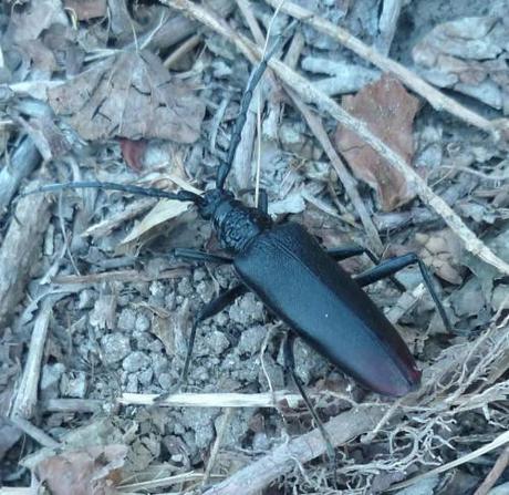 poèmes,poésie,poète,écriture,nature,société