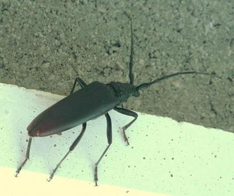 poèmes,poésie,poète,écriture,nature,société