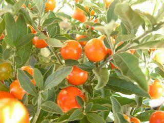 Solanum-détail