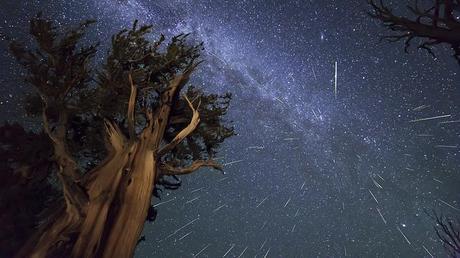 Perseid Meteors over Ancient Bristlecone Pine
