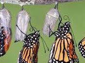 laisser transformer vers nouveau