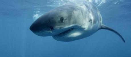 Le Conseil d'Etat demande au préfet de parler des requins