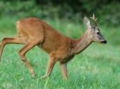 Brocard dans clairière…