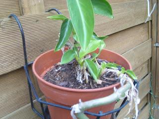 Bouture de philodendron réussie !