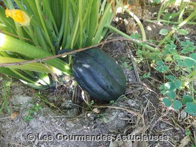 Les courges de mon jardin