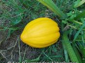 courges jardin