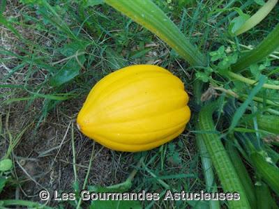 Les courges de mon jardin