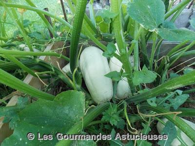 Les courges de mon jardin