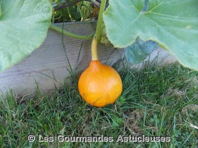 Les courges de mon jardin