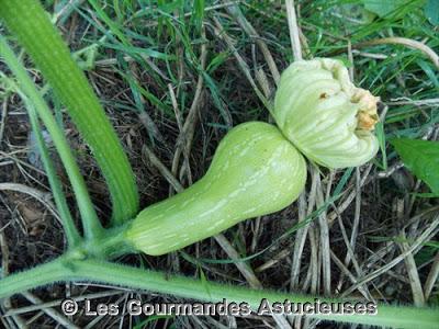 Les courges de mon jardin