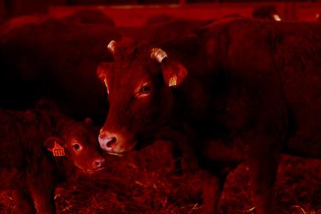 Veau et sa mère ©Th. des Ouche