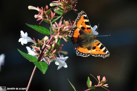 La-Petite-Tortue-Aglais-urticae