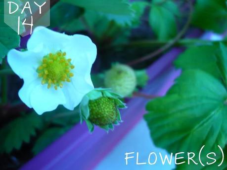 957. 30 day, photo challenge #2