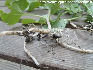 Multiplication des Coquerets du Pérou par division