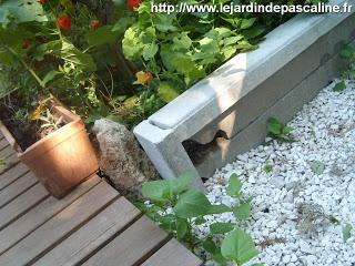 Multiplication des Coquerets du Pérou par division