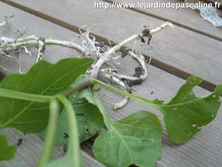 Multiplication des Coquerets du Pérou par division