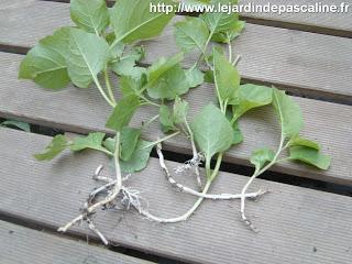 Multiplication des Coquerets du Pérou par division