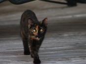 Bodyguard-cat (Chat