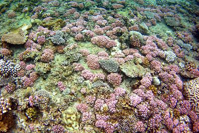 Photos sous-marines à Okinawa