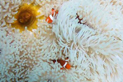 Photos sous-marines à Okinawa