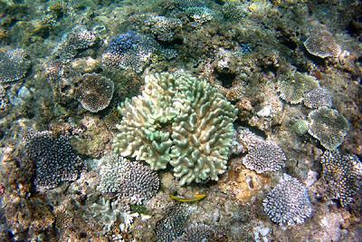 Photos sous-marines à Okinawa